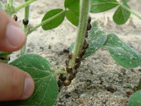 Kudzu bugs on a plant.