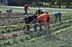 People working in garden