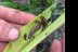 Fall armyworm on a corn leaf.