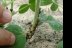 Kudzu bugs on a plant.