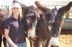 Dr. Amy McLean, an expert in the behavior of donkeys and mules, travelled to Mexico in October to assist the Equitarian Initiative.
