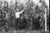 men in a cornfield