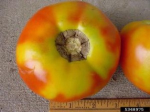 TomYellowShoulders2 Tomato exhibiting yellow shoulders