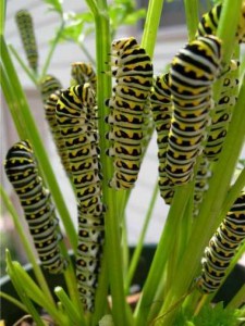 ParsleyWorms Black swallowtail caterpillars feeding on parsley.