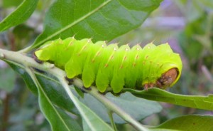 Polyphemus moth Polyphemus moth caterpillar