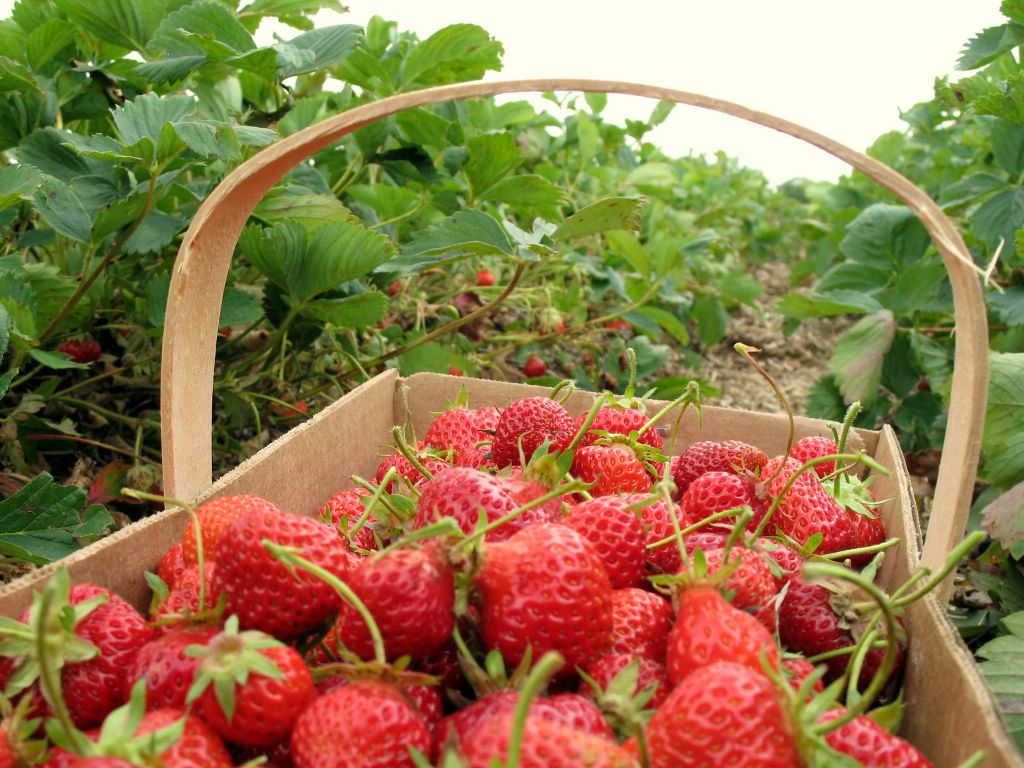 Images Strawberry