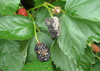 brambles-diagnostic-tools-botrytis