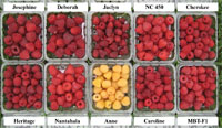 nc-raspberry-varieties NC raspberry varieties