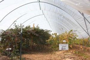 nc-state-blackberry-raspberry-research1