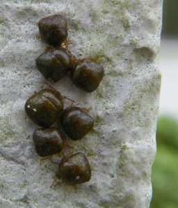 KudzuBugs1026 Kudzu bugs