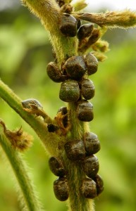 KudzuBugsSoybeanStem1026 Kudzu bugs on soybean stems