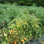 Fusarium wilt, a soil-inhabiting fungus, causes tomato plant leaves to turn yellow and wilt.