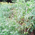 This tomato crop has lost its lower leaves to fungal diseases. The weeds growing adjacent to the crop row have likely prolonged leaf wetness from morning dew, thus providing a more favorable environment for fungal growth on the tomato foliage. From Mark Schonbeck, Virginia Association for Biological Farming.