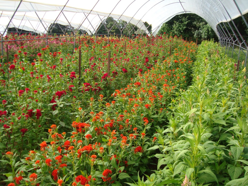 Celosia in high tunnels at Peregrine Farm in Graham, NC. Celosia in high tunnels at Peregrine Farm in Graham, NC.