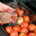 Growers can minimize on-the-farm food safety risks by implementing Good Agricultural Practices (GAPs) and Good Handling Practices (GHPs).