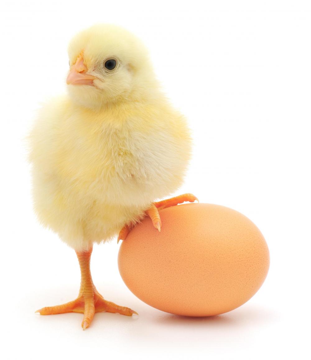 baby-chick-and-an-egg.jpg