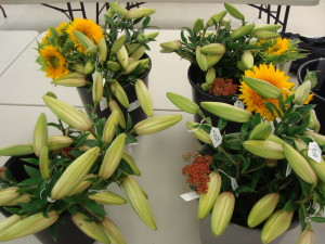 Postharvest treatments in the cut flower lab at NCSU