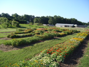 Zinnia field disease evaluations at NCSU
