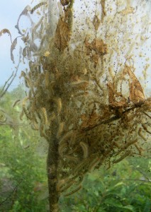 Fall webworms
