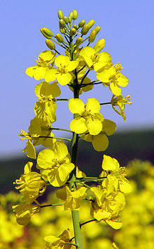 Rapeseed bears golden yellow blossoms in spring. 
