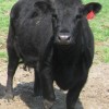 black angus calf
