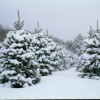 Fraser fir