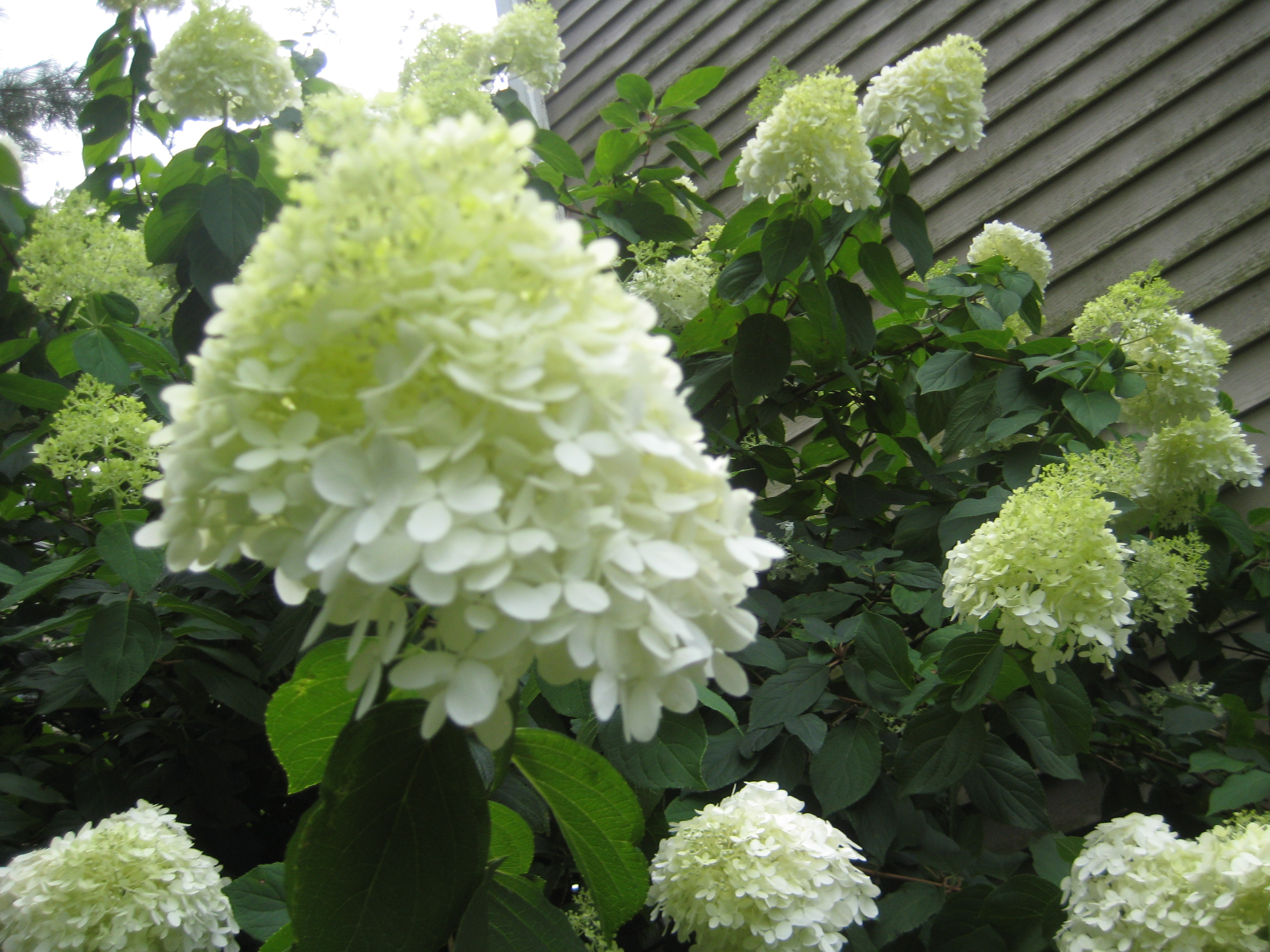 Hydrangea paniculata ‘Limelight’ in summer of 2013 – Picture by 