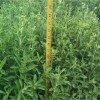 stevia plant