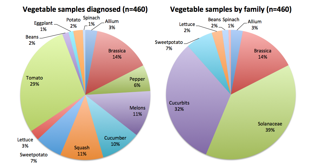 Figure 1: Vegetable samples by family or type diagnosed on 2013