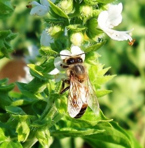 Honeybee on basil