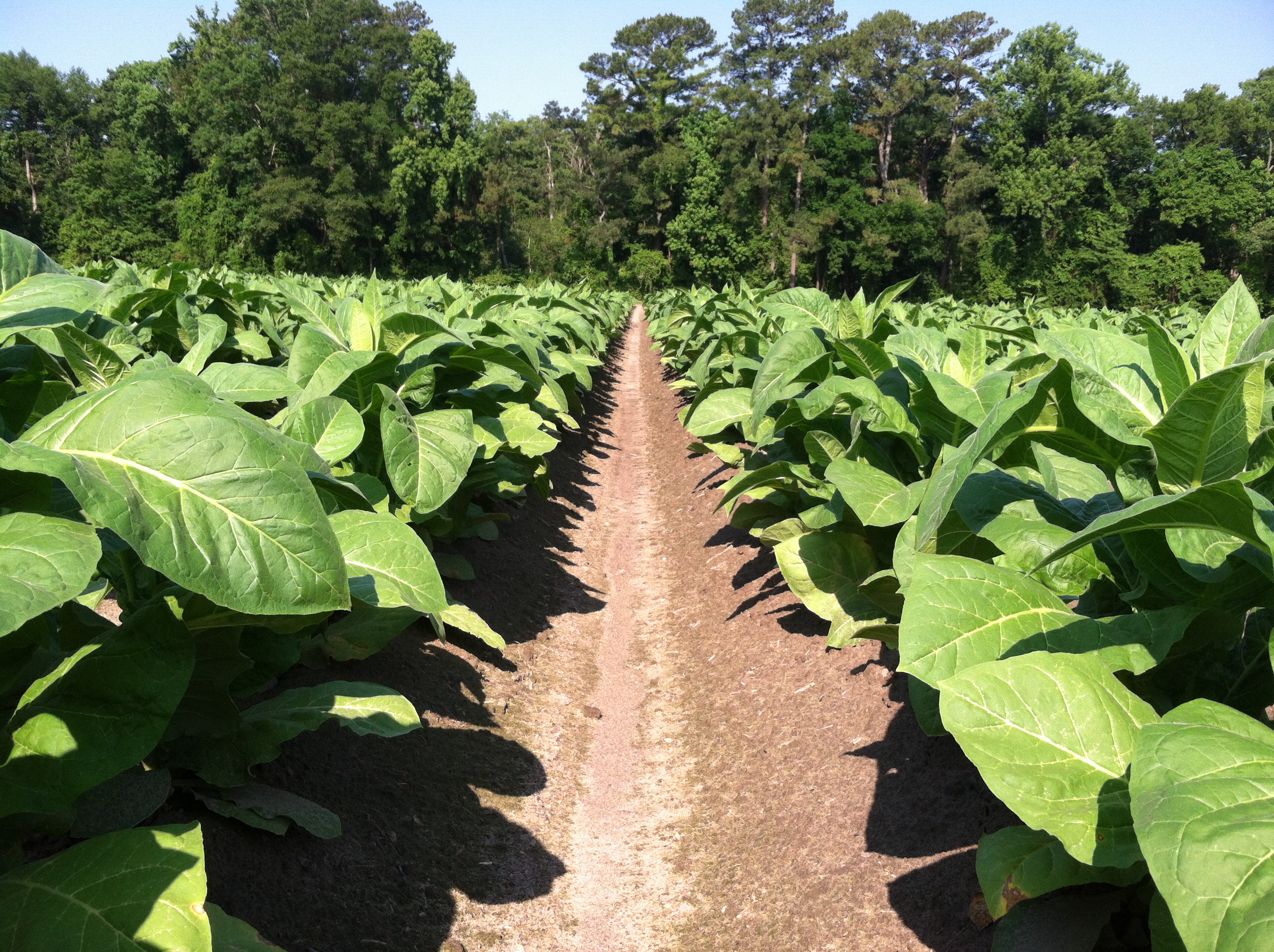 june-10-2014-tobacco-scouting-and-crop-report-north-carolina