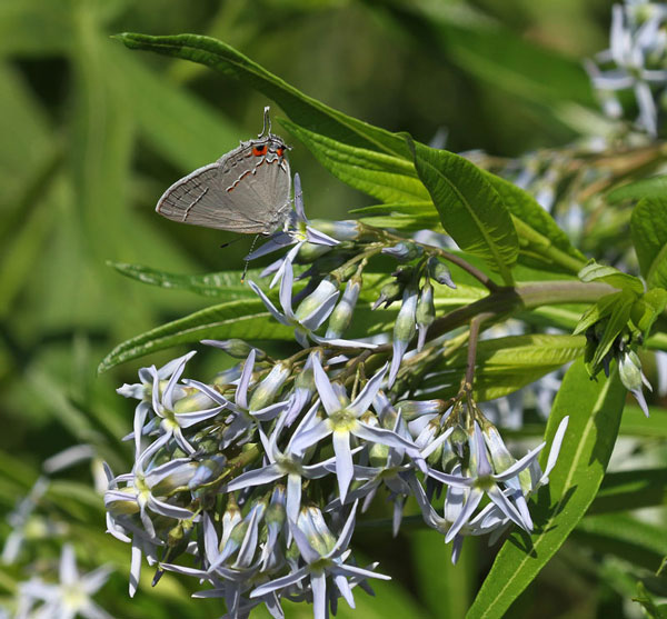 Gray hairstreak on bluestar in mid-May.