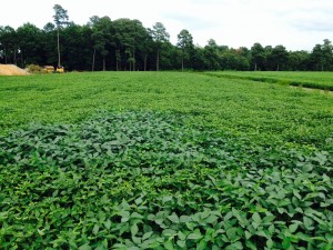 Injury is consistent across the field, except in the soybeans seen in the foreground.  This pattern of injury is not consistent with insect behavior.