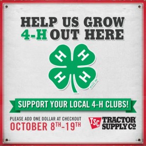 4-H Livestock Shows