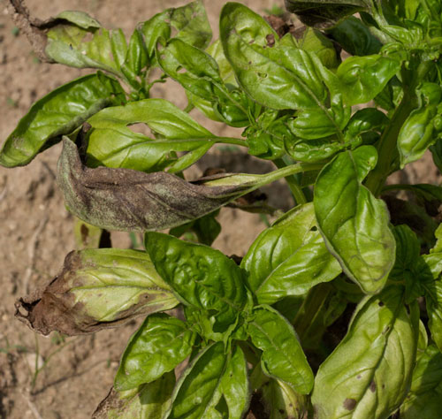 Basil downy mildew