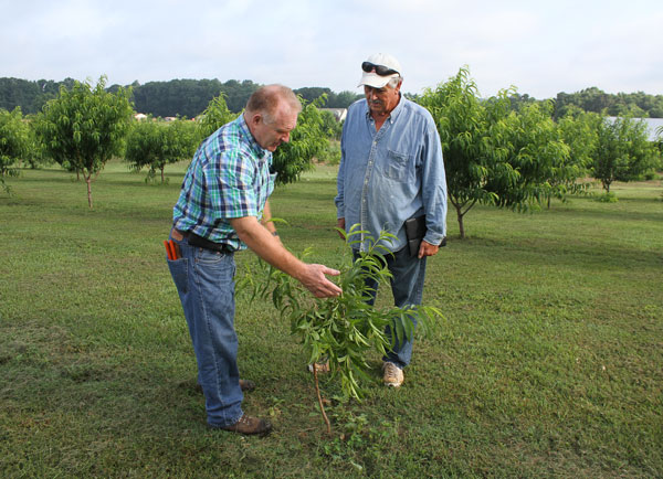 NCSU Fruit Tree Specialist Dr. Mike Parker (left) with grower Harold Howard