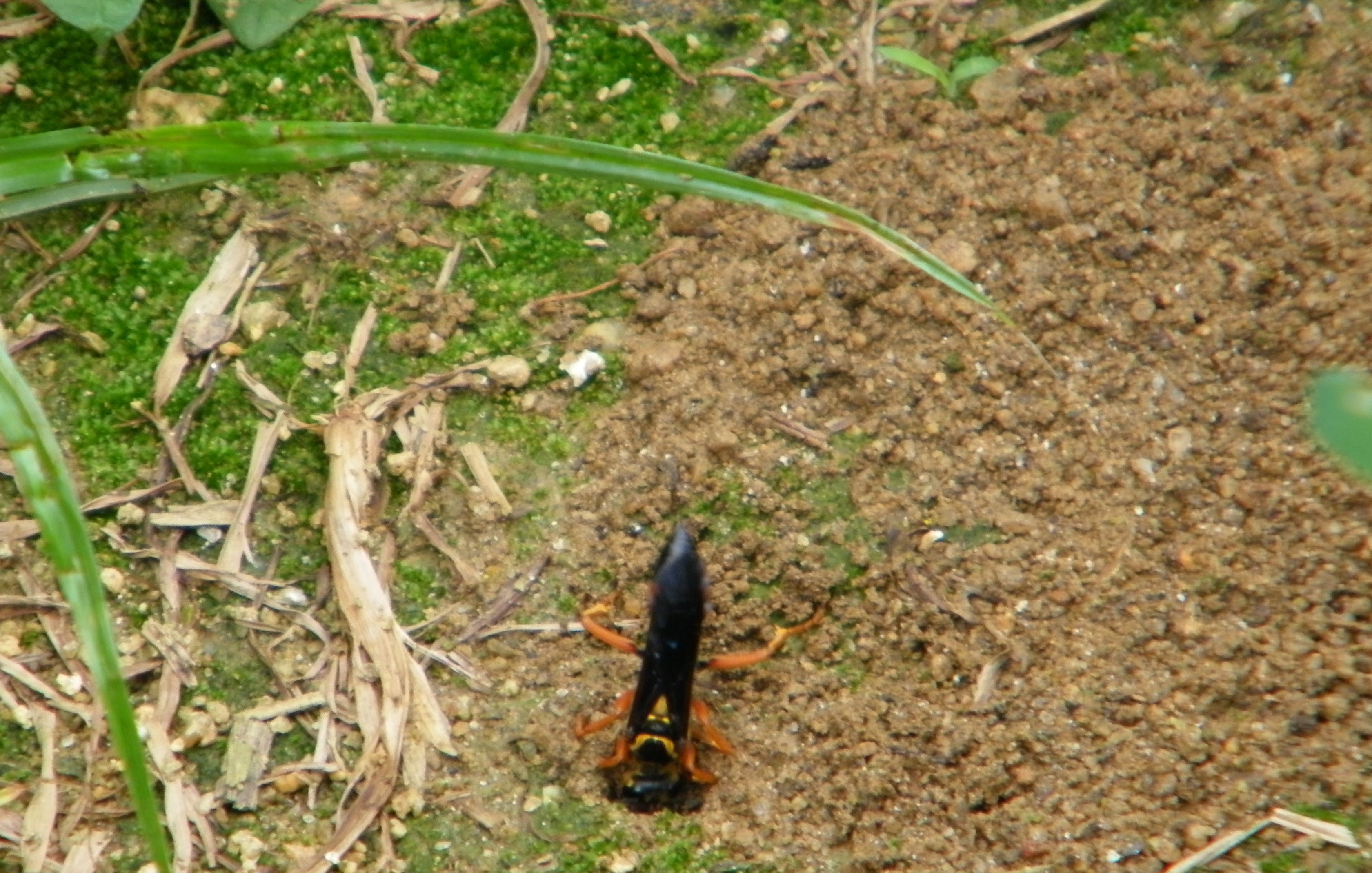 Whats Making This Hole In My Yard North Carolina Cooperative Extension