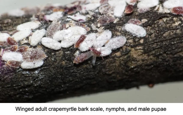 https://www.ces.ncsu.edu/2021/06/managing-scale-insects/crapemyrtle-bark-scale-3/