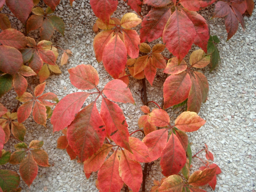 Virginia Creeper—A Plant Study – The Meaning of Water