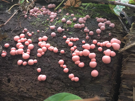 Best Fungicide Products For Getting Rid of Slime Mold