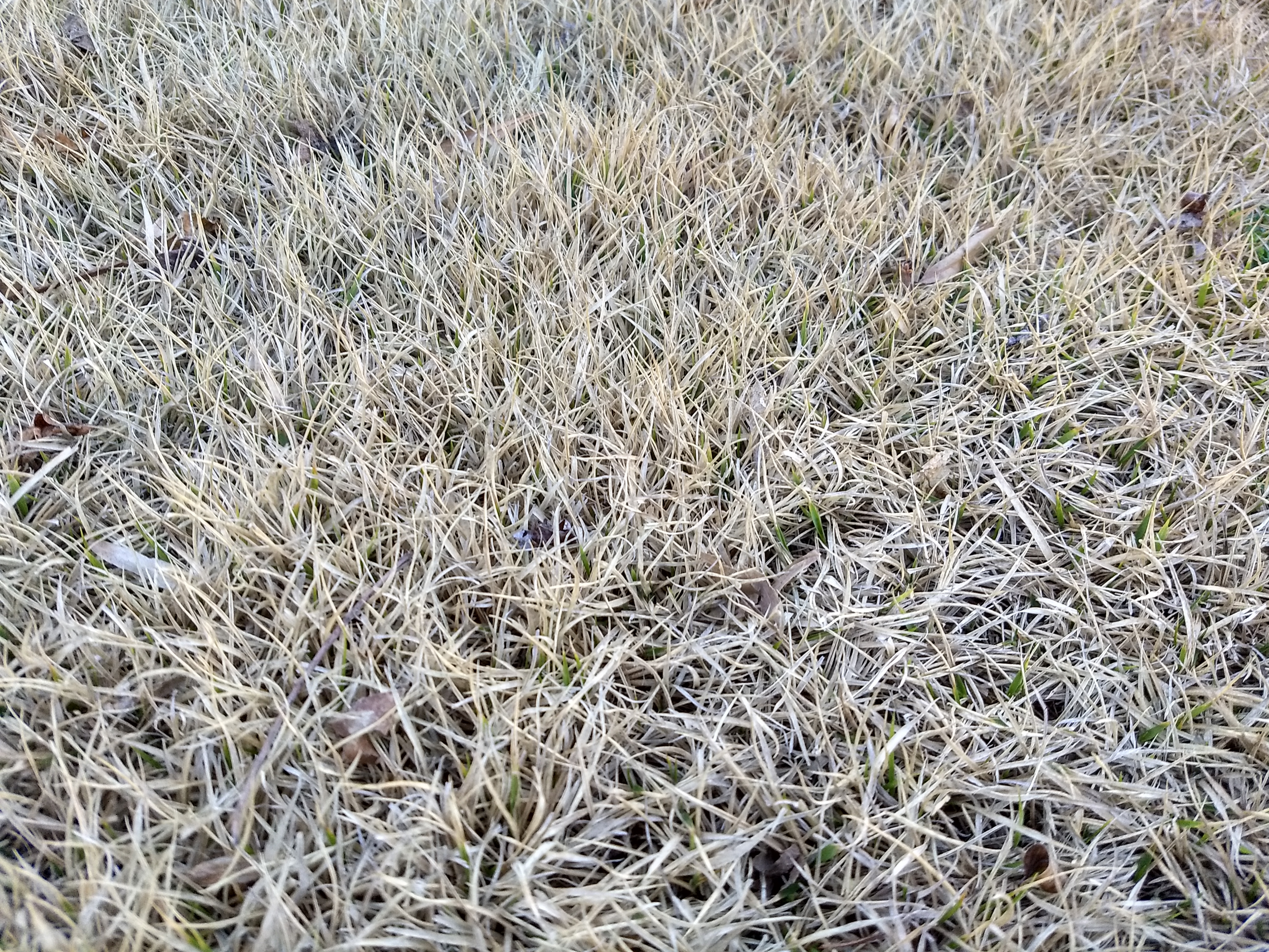 Grass Grows in Pamlico  N.C. Cooperative Extension