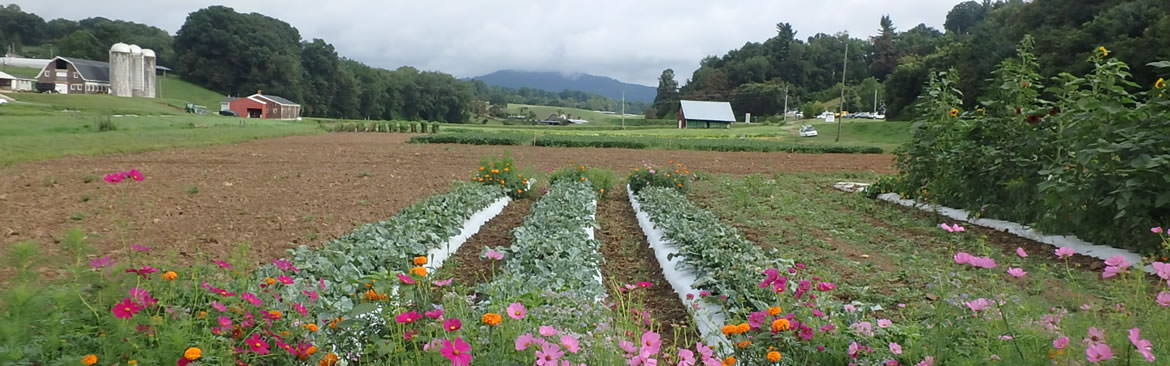 organic vegetable farm business plan