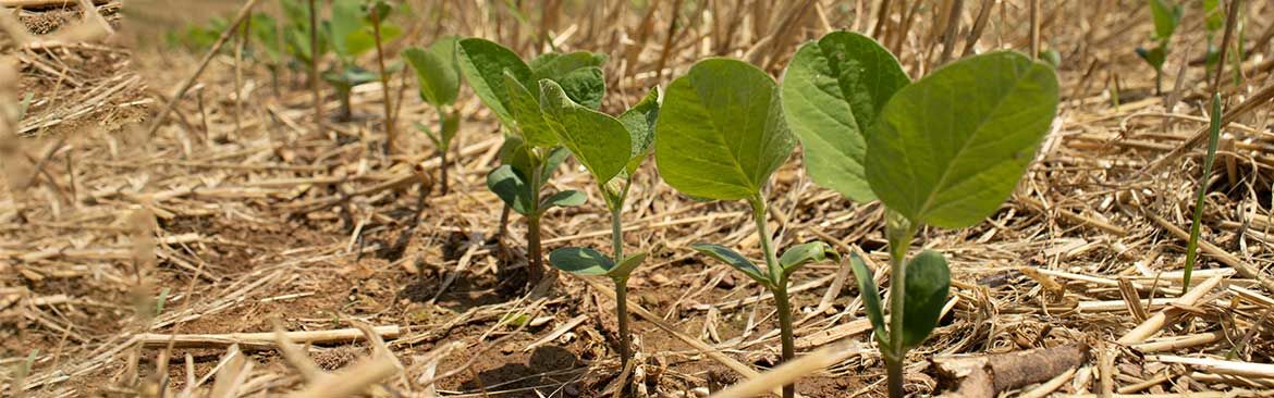 union county crop tour