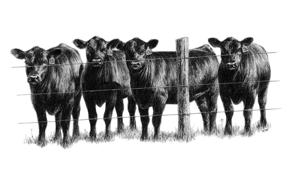 four Heifers