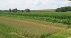 oats and corn at Rodale