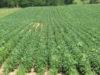 soybeans notill Rodale