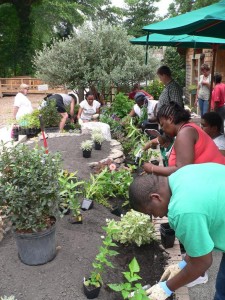 Ability Garden Raised Bed Planting