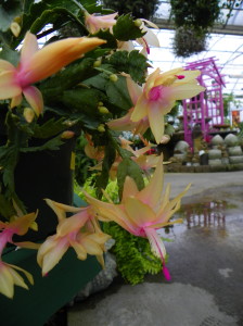 The exotic flowers holiday cactus produces blooms that in shades of white, red, magenta, pink, and peach. 