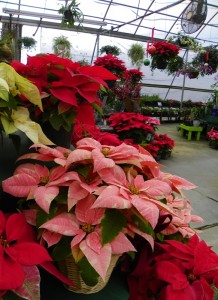 Poinsettias are available in many different colors. 