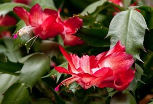 Cover photo for Caring for Christmas Cactus